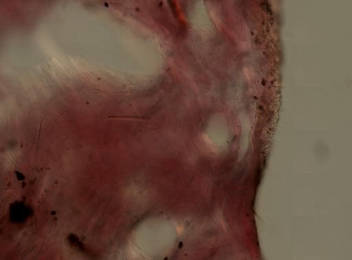 Ircinia strobilina