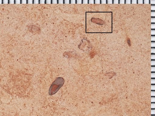 undet. Coleoptera