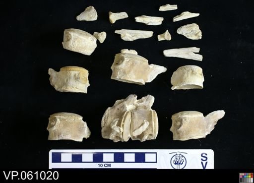 Mosasauridae