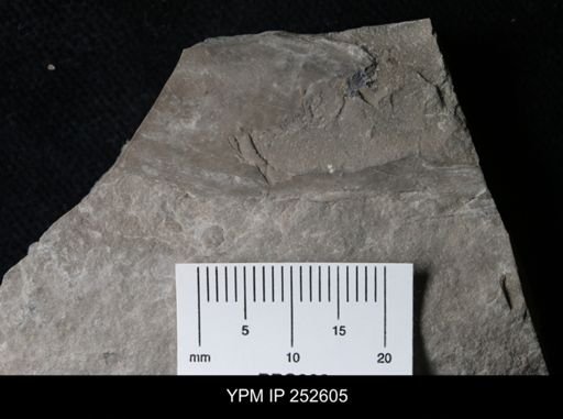 undet. Phyllocarida