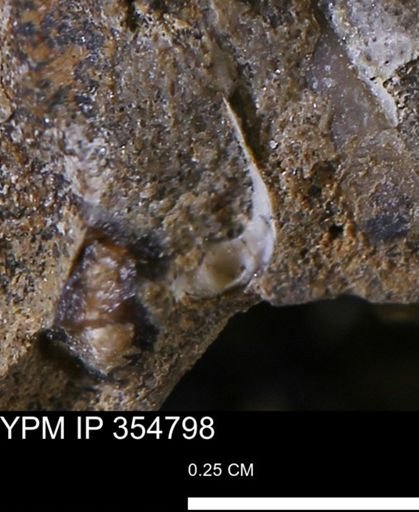 undet. Mollusca