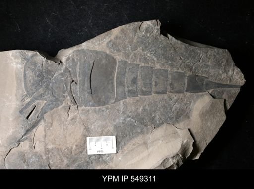 Eurypterus sp.