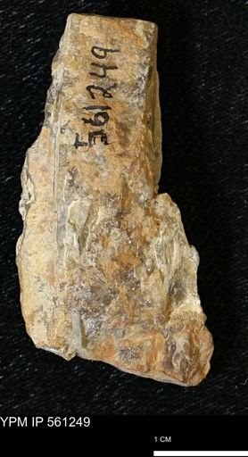 Baculites sp.