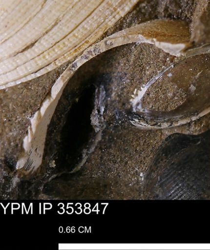 Limopsis striatopunctatus
