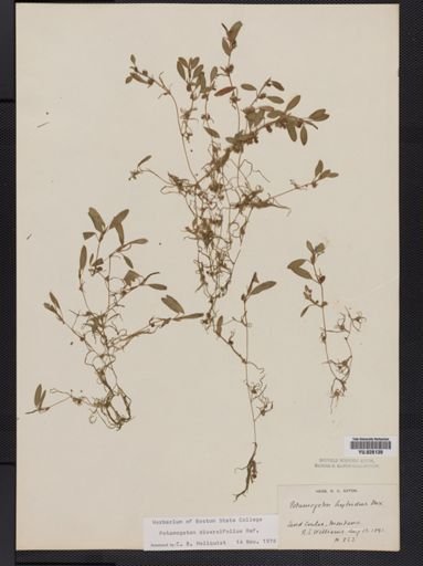Potamogeton diversifolius