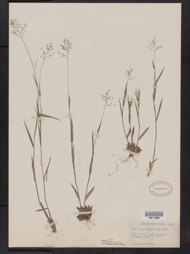 Panicum columbianum tsugetorum