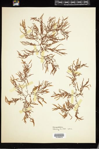 Sargassum