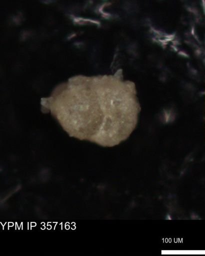 undet. Foraminiferida