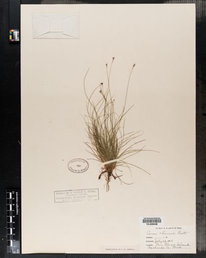 Carex eburnea