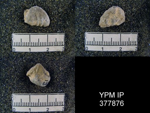 Meekella mexicana