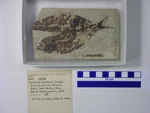 Knightia eocaena