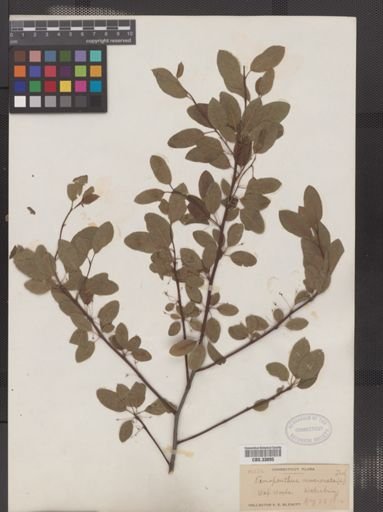 Ilex mucronata