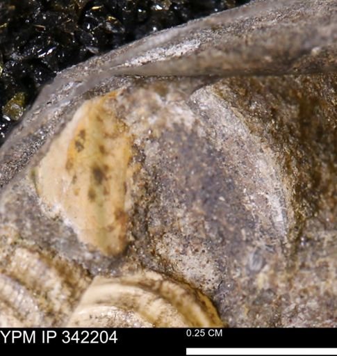 undet. Scaphitidae