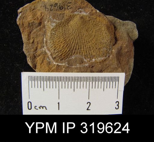 Productus wortheni