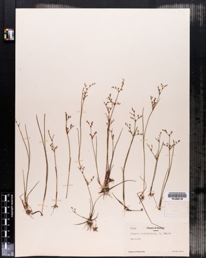 Juncus pelocarpus