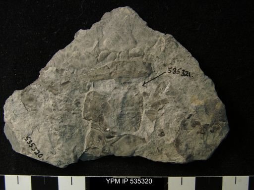 undet. Eurypterida