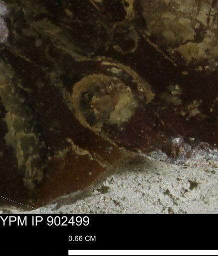 undet. Mollusca