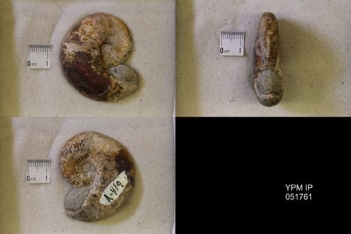 Hoploscaphites nicolletii