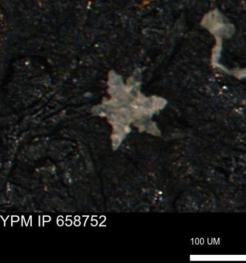 undet. Porifera