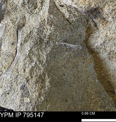 undet. Bivalvia