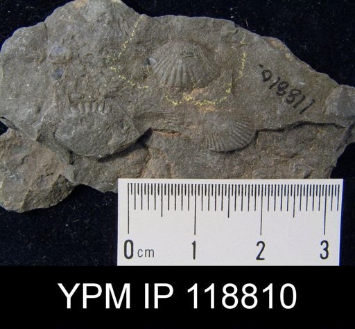 Camarotoechia rossbrookensis