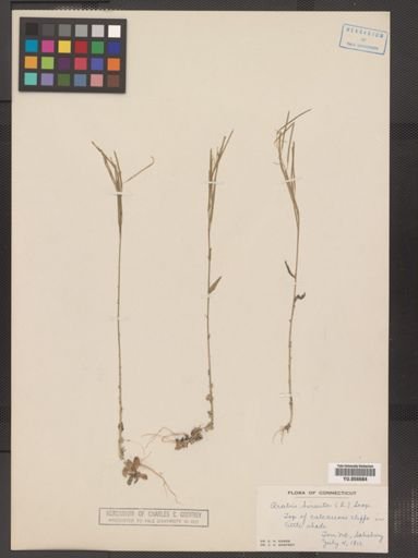 Arabis hirsuta