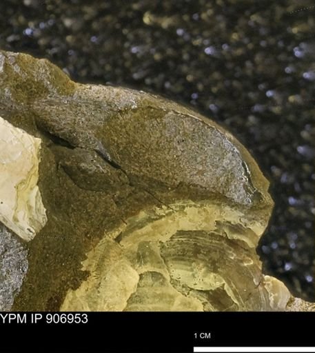 undet. Bivalvia