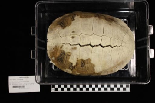 Trachemys scripta