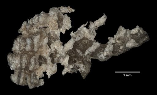 Desmopatiria flexilis