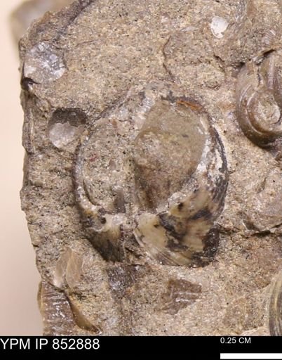 Limopsis striatopunctatus