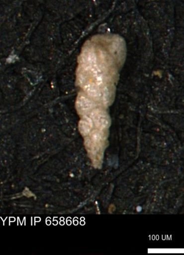 Verneuilinoides kansasensis
