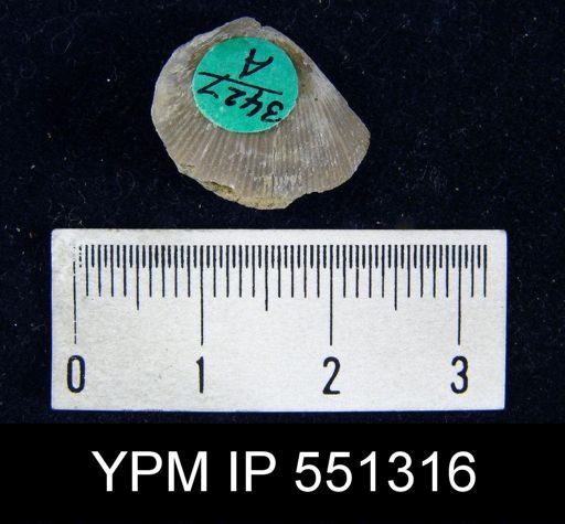 Dalmanella elegantula