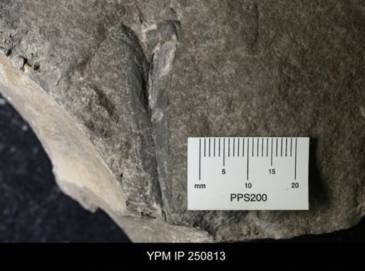 undet. Eurypterida