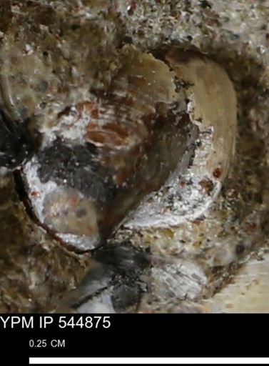 Corbulamella gregaria