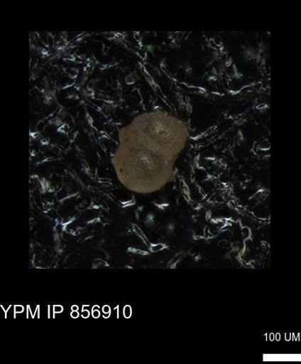 undet. Foraminiferida