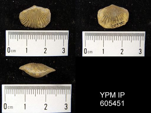 undet. Brachiopoda