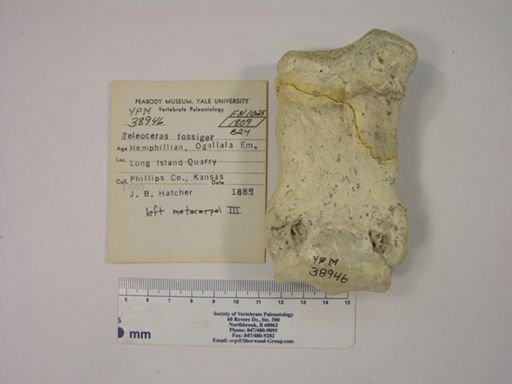 Teleoceras fossiger