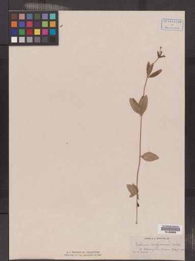 Galium triflorum