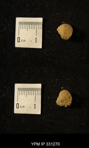 Euphemites sp.