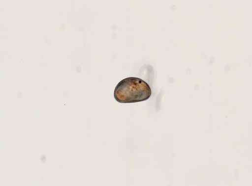 Cypris sp.