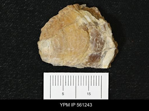 Inoceramus sp.