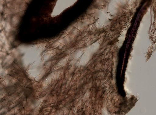 Halichondria bowerbanki