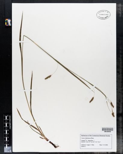 Carex formosa