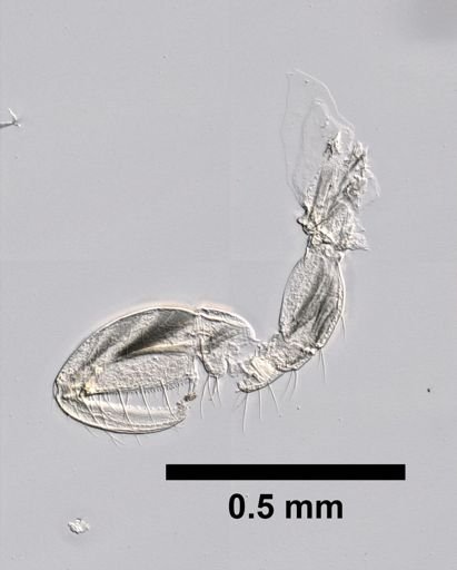 Caprella penantis