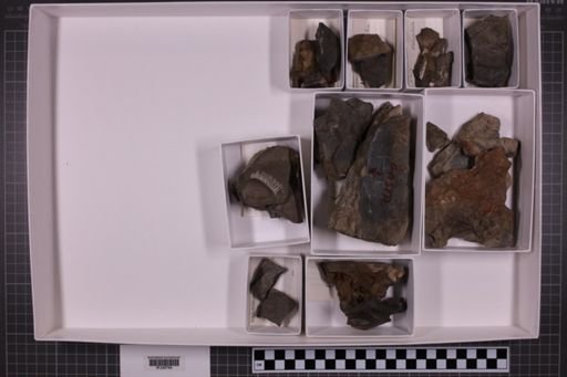 mixed taxa, stratigraphic collection
