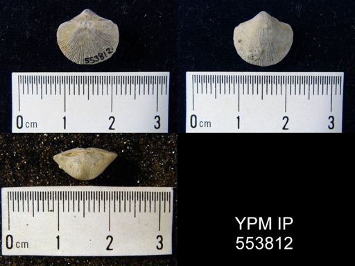 Visbyella sp.