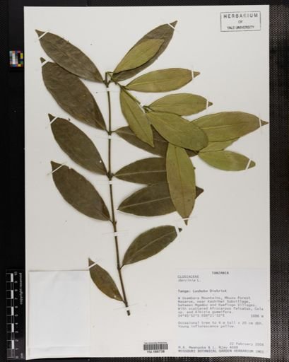 Plantae