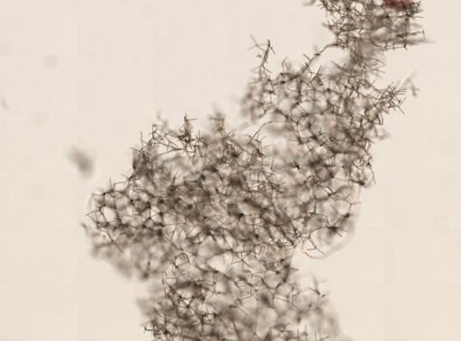 Haliclona sp.