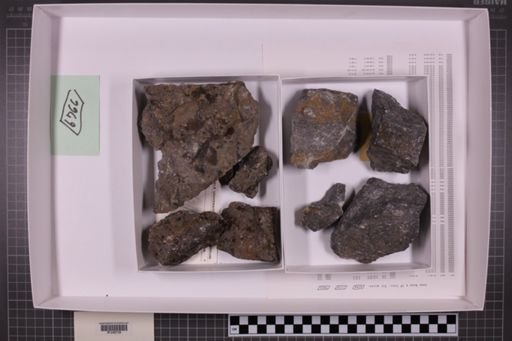 mixed taxa, stratigraphic collection