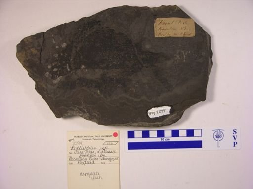 Redfieldia sp.